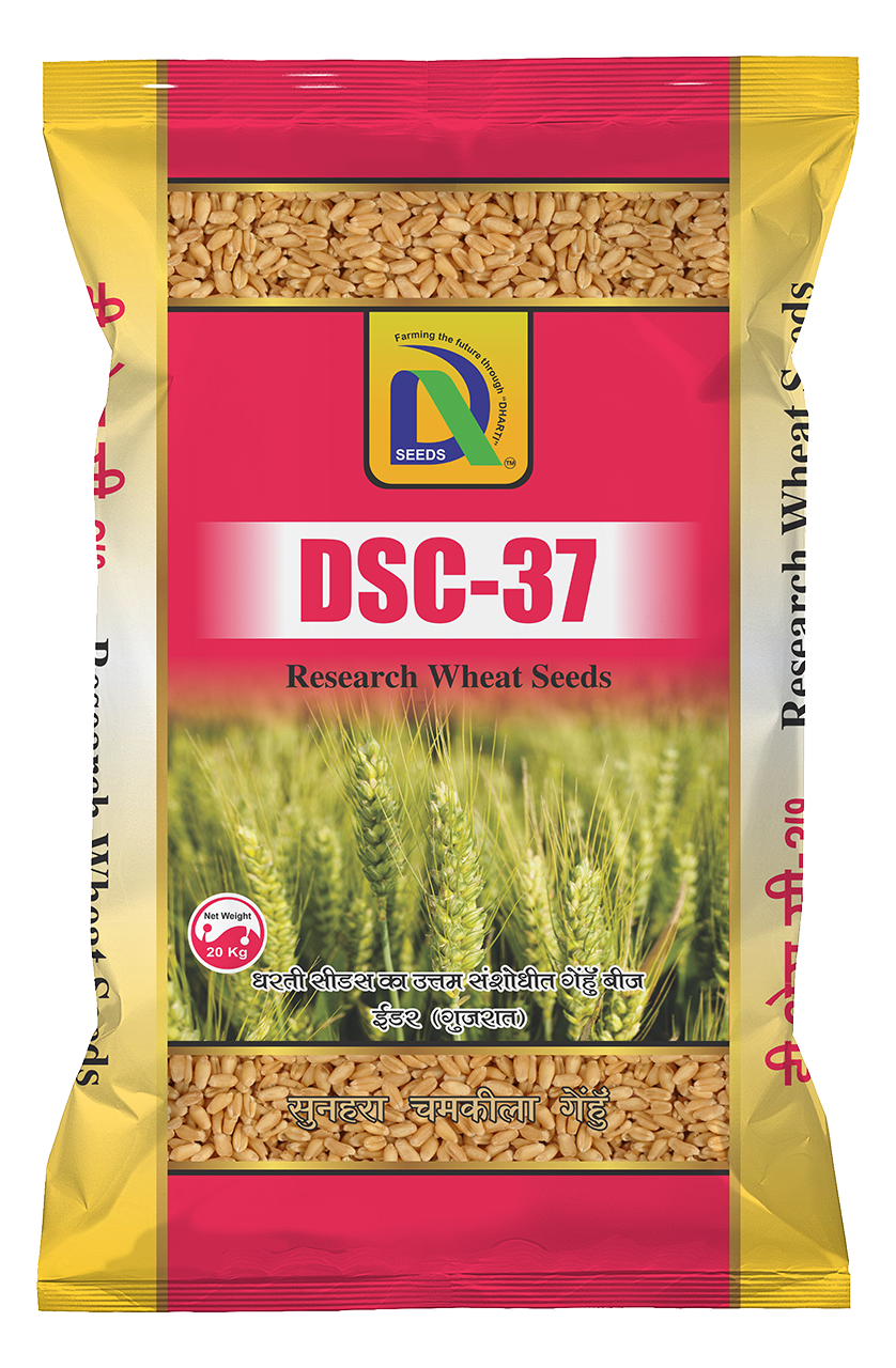 wheat dsc-37 Dharti Seeds