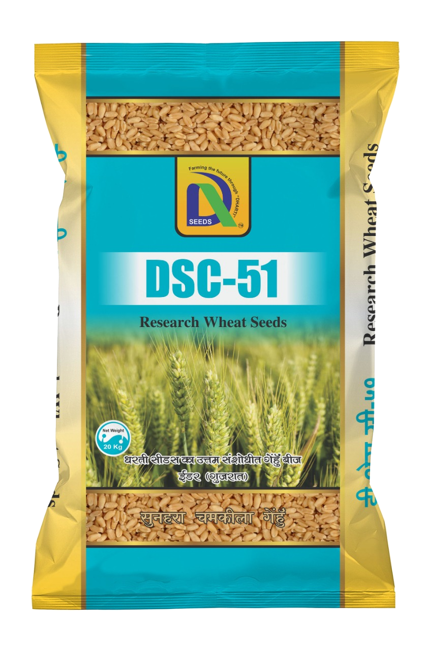 wheat dsc-51 Dharti Seeds