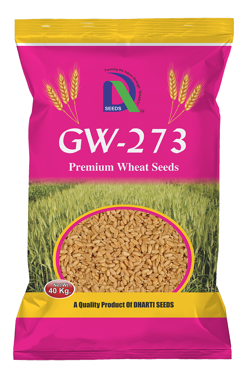 wheat gw-273 Dharti Seeds