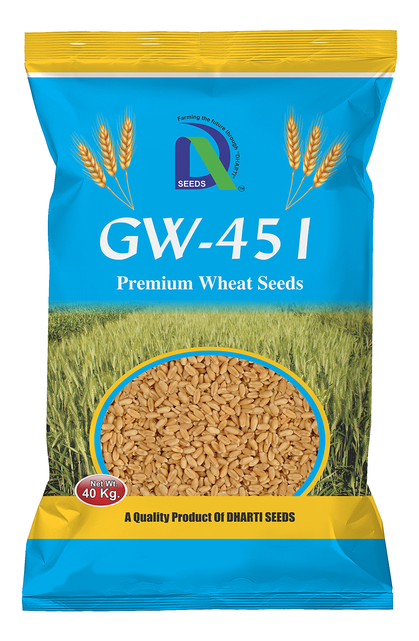 wheat gw-451 Dharti Seeds