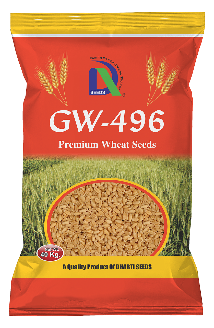 wheat gw-496 Dharti Seeds