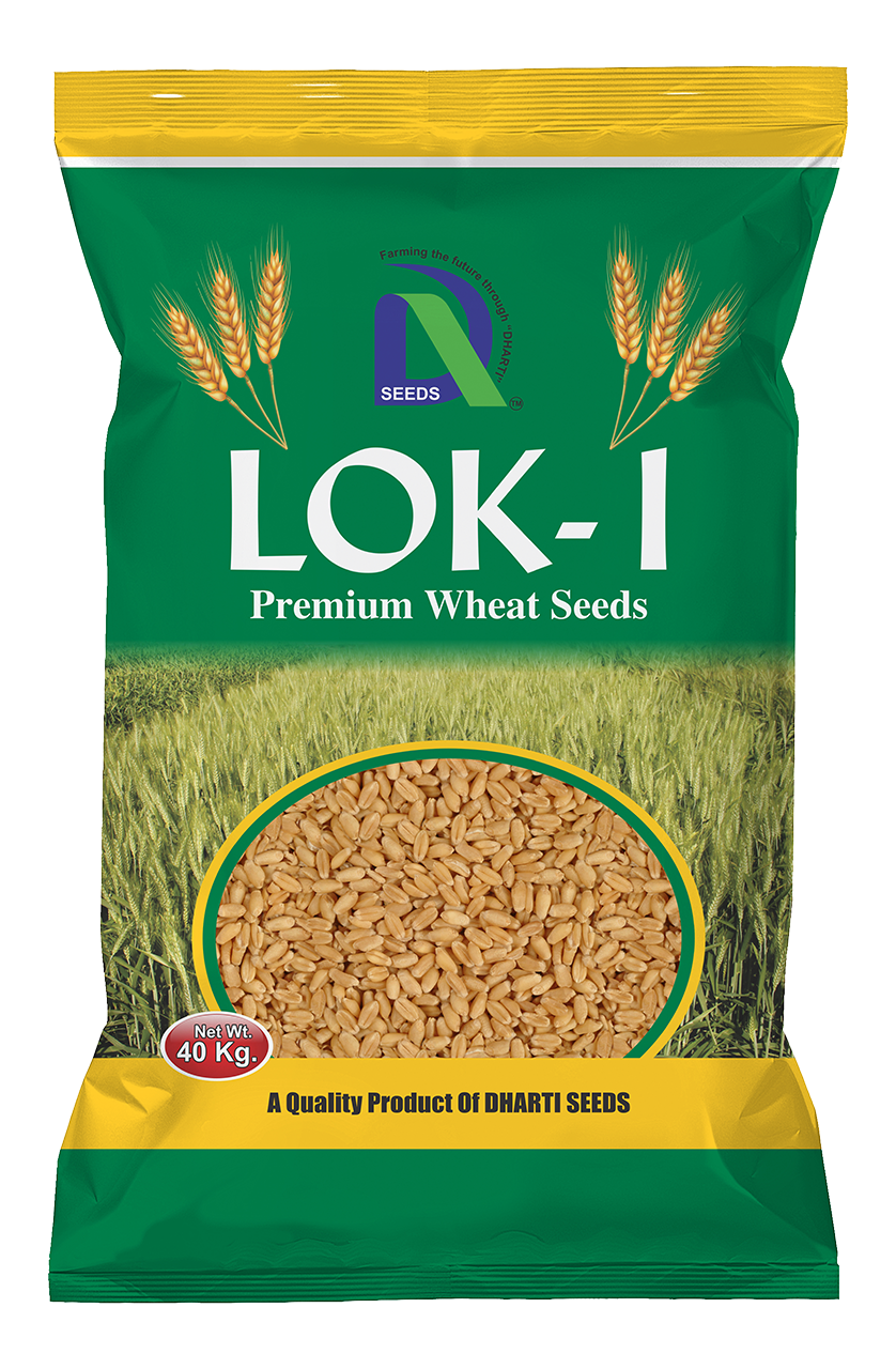 wheat lok-1 Dharti Seeds