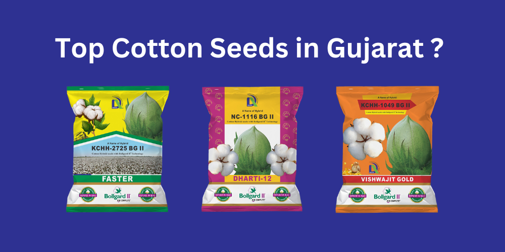 cotton Dharti Seeds